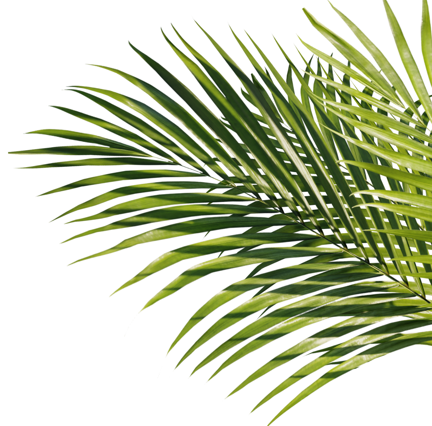 palms Overlapping palm tree leaves.